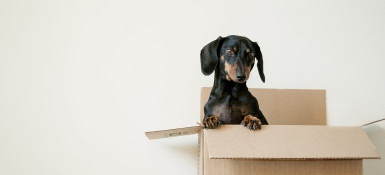 A puppy inside a box